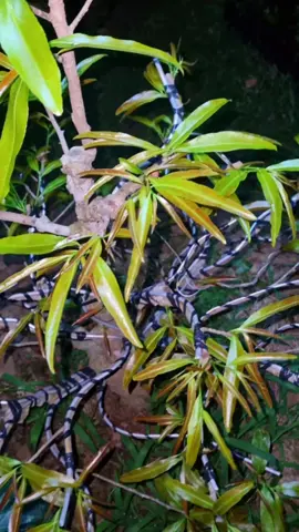 Cập nhật cây mai sau 18 ngày trồng và xử lý bằng kích rễ A01 #kichremaivanga01 #chamsocmaivang #maivang 