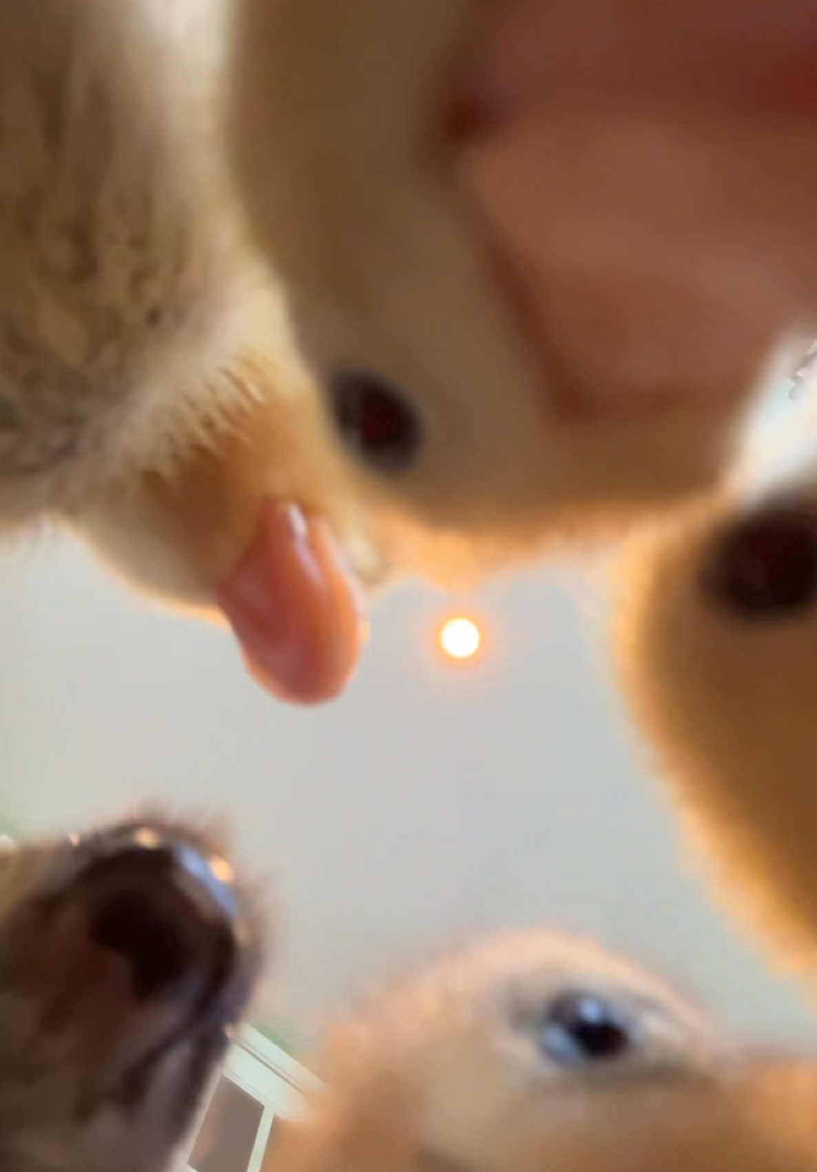 Idk who needs this but here you go. #ducks #ducklings #fyp #ducksoftiktok🦆 #petducks #callducks #ducktok🦆 #babyduck #callducklings #callducks 