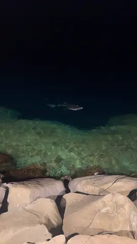 Whale in jeddah ❤️ blue ocean 