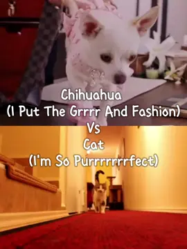 Chihuahua Vs Cat #whowins #1vs1 #nature #animals #cats #dogs 