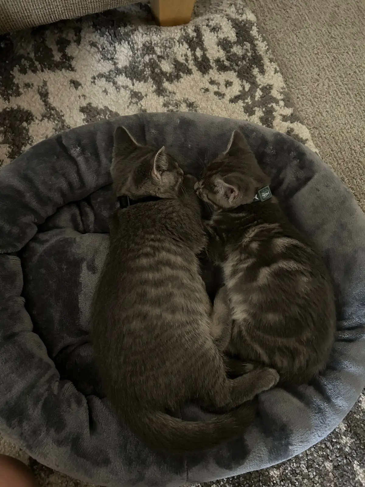 brothers forever 🩷  #fyp #cats #cat #catsoftiktok