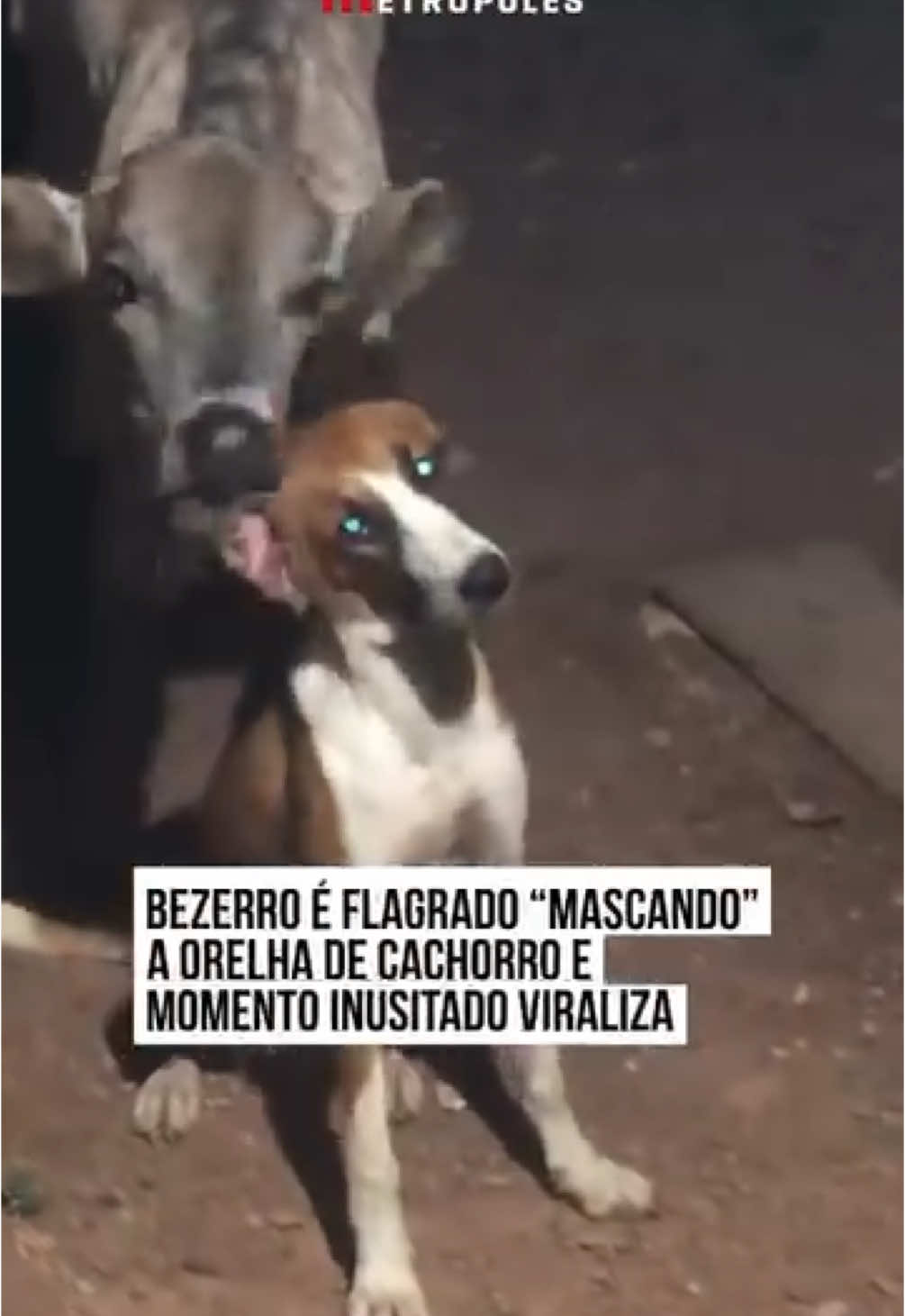 🐂🐶🫠 Um vídeo que viralizou nas redes sociais registrou um momento inusitado protagonizado por um bezerro e um cachorro. No registro, o bezerro aparece mascando a orelha do cão. Enquanto isso, sem rejeitar o “carinho”, o doguinho encara a câmera com uma expressão confusa, que divertiu os internautas. “O coitado só aceitando”, escreve a autora do registro, na postagem original. Nos comentários da publicação original, os internautas brincaram com a cena inusitada. “Ele mascando como se fosse um chiclete”, escreveu um usuário do Instagram. “Ele olhando tipo: tu não vai fazer nada, mulher?!”, escreveu outro internauta. #EntretêNews 📽️ @jess1ca_souz4 | @myhoodbr