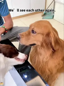 Poor dog burst into tears 😭 #fyp #emotional #heartbreak #dog #family#Love #dog #dogsoftiktok #dogs #foryou#tiktok#pets#doglove#goodbye#BestFriendForever#ForeverInMyHeart#for #doglove #lostfriend 
