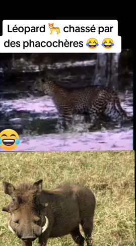 #views léopard 🐆 chassé par des phacochères 😂 😂 😂 😂 😂 😂 