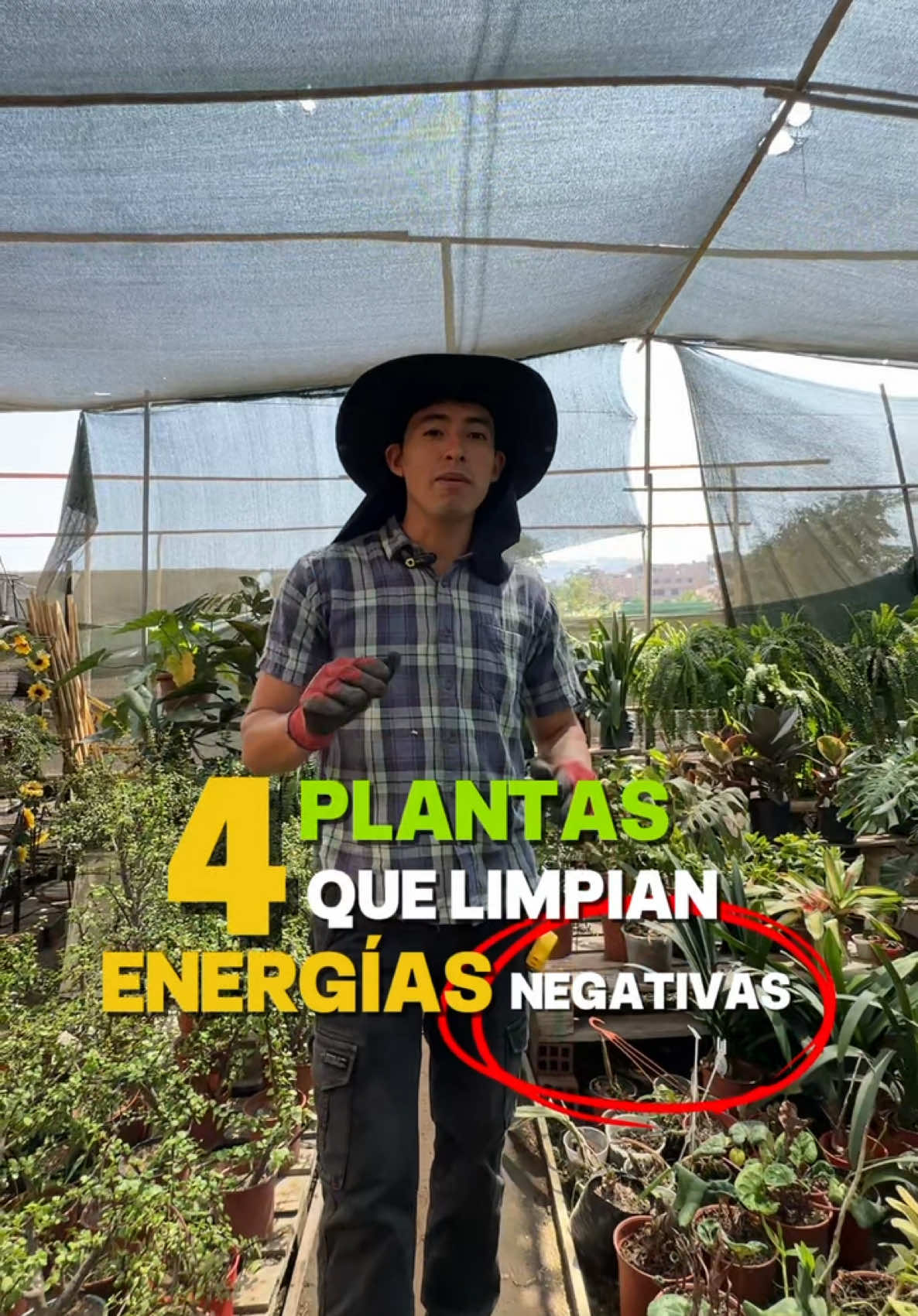 ENERGÍAS NEGATIVAS EN TU CASA? TE TRAIGO 4 PLANTAS QUE TE AYUDARÁN CON LAS ENERGÍAS NEGATIVAS😱😱 #plantas #energiasnegativas #plants #tips #romero #albahaca #ruda 