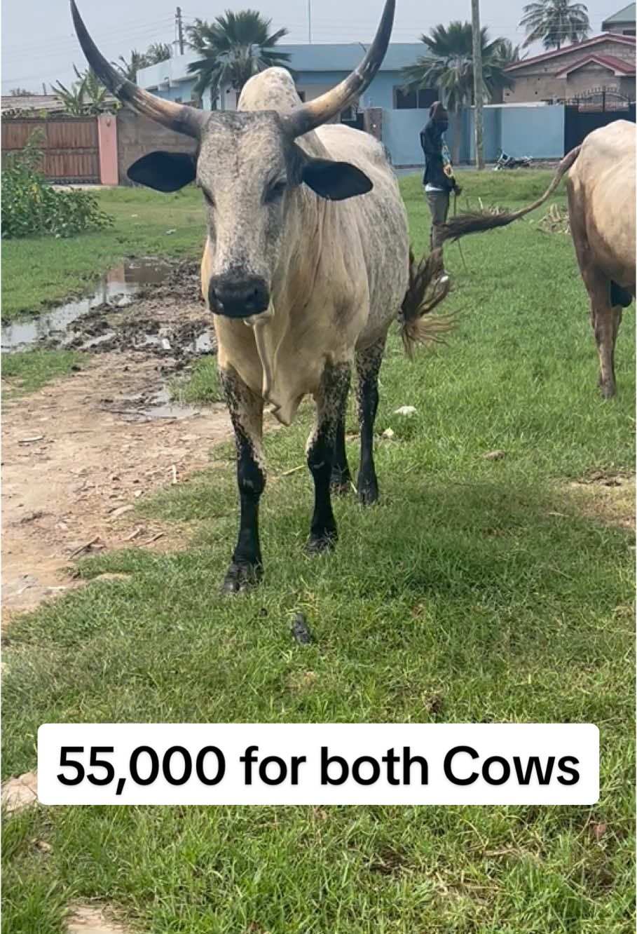 Gently walk in with 55,000 for both Cows and Thank me Later 🥰 #cowsoftiktok #fypシ゚ #salahcows 