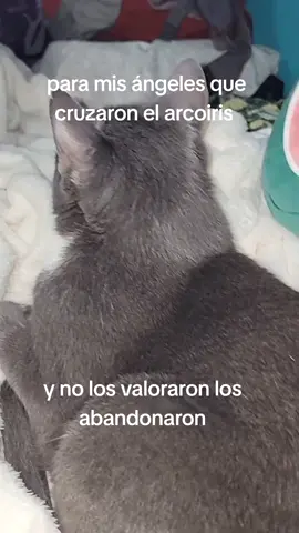 #mis Angeles un día los vere en la eternidad donde también están mis 3 hijos#tiktok #hashtag 