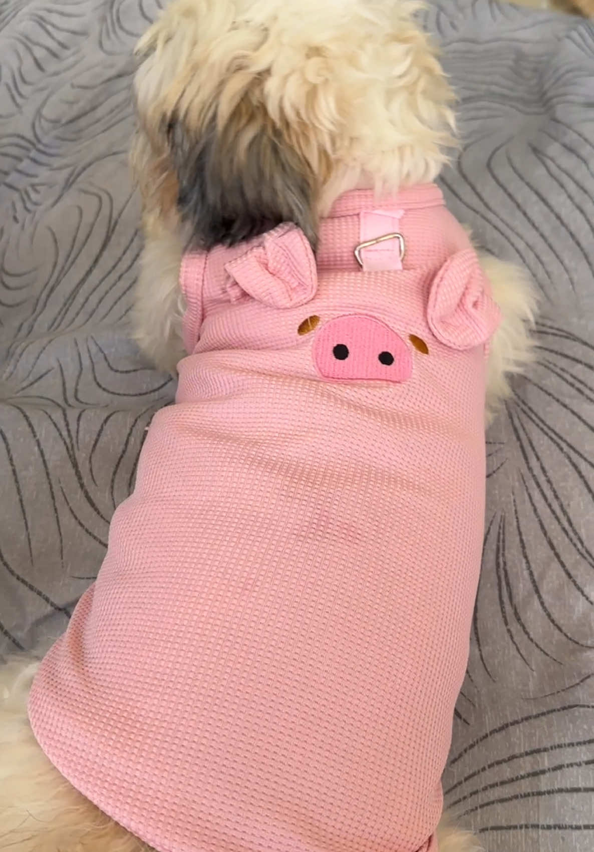 Happy na naman ang mga Chanak sa new clothes nila 🥰🥰😂 #shihtzu #shihtzusoftiktok #PetsOfTikTok #dogs #cutepigstyleclothes #cutepigstyledogclothes #animaldesigndogxlothes 