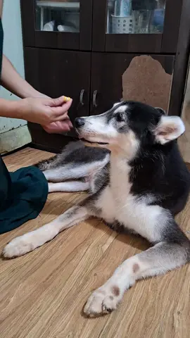 Ayaw ni Hunter ng tablets, pero kailangan nyang inumin ang gamot nya! How to safely give a tablet to a dog... 🐶 #dogmedication #sickdog #dogsoftiktok #dogtok #howto 