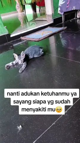 kasiannya kucing ini ..ditemui keadaan lumpuh tangan patah.. #kucingjalanankesayangan #kucinglucu #pecintakucing #kucinglumpuh