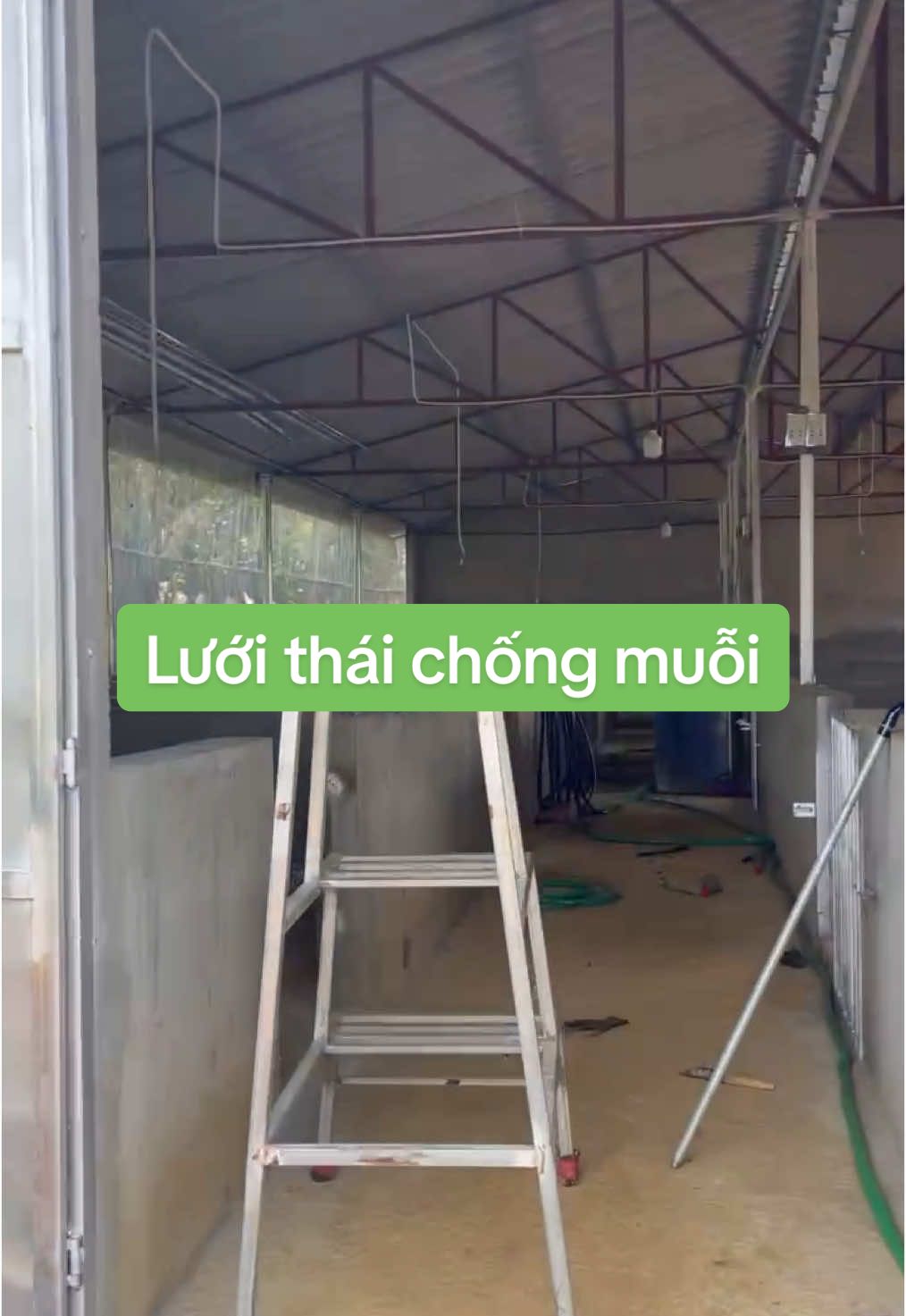 Trại nái khách bên e lấy lưới thái chống muỗi bên e hàng siêu đẹp #xu @Thiết bị chan nuôi phổ yên @Thiết bị chăn nuôi Phổ Yên @Thiết bị dụng cụ chăn nuôi 
