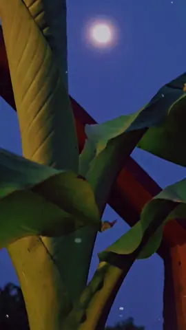 no hashtags just some  beautiful videos I took tonight. 