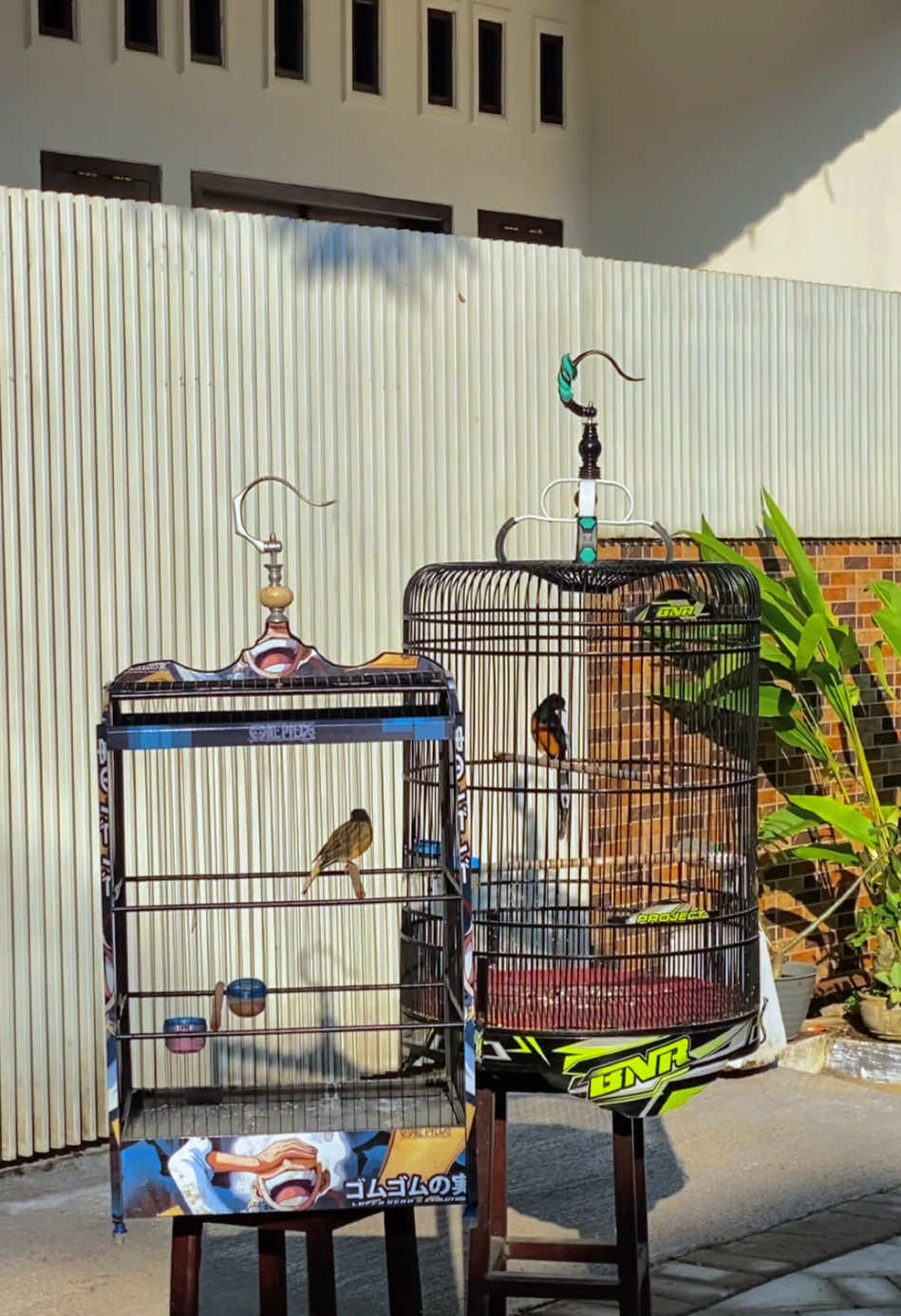 “Sederhana mawon, jan swejukk…… #muraibatu #sinarengan #kenari #kicaumania 