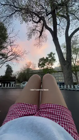 zazu popping up is the cutest thing ive ever seen #fyp #sunset #Home 