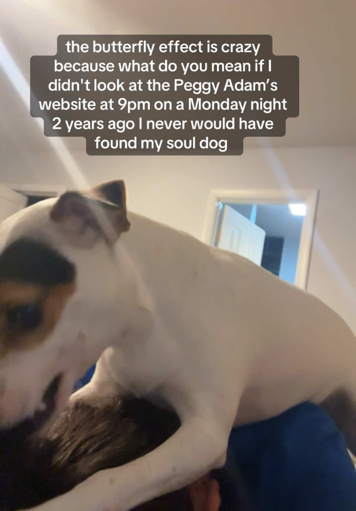 Just a girl obsessed with her dog @Peggy Adams Animal Rescue #fyp #foryou #facts #relatable #adoptdontshop #dogrescue #jackrussellterrier 