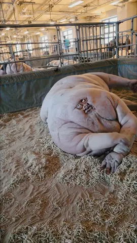 Pig adoption center