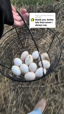 Replying to @Carolyn Spence Friday May 9th Egg Collecting ✨ #eggcollecting #chickens #eggs #lauxfamilyfarm 