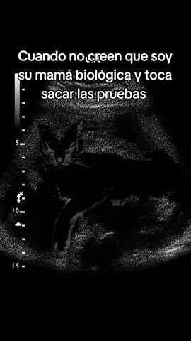 #trendingvideo #trendingsong #gato #gatos #cat #diadelasmadres #10demayo 