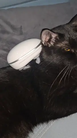 paktam tngah urut dulu..  #pencintakucing #paktam #viral #fyp 
