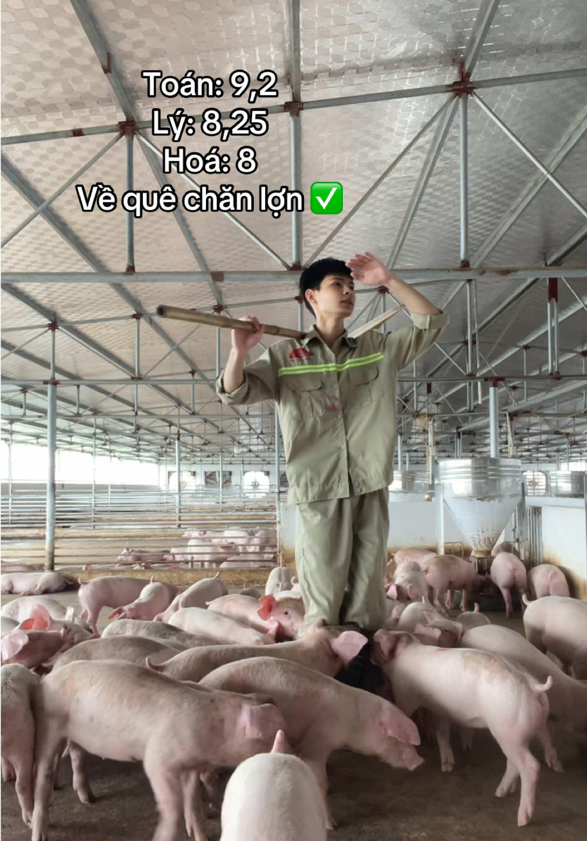 Nhiều khi không lường trước được #channuoiheo #pigfarm #xuhuong 