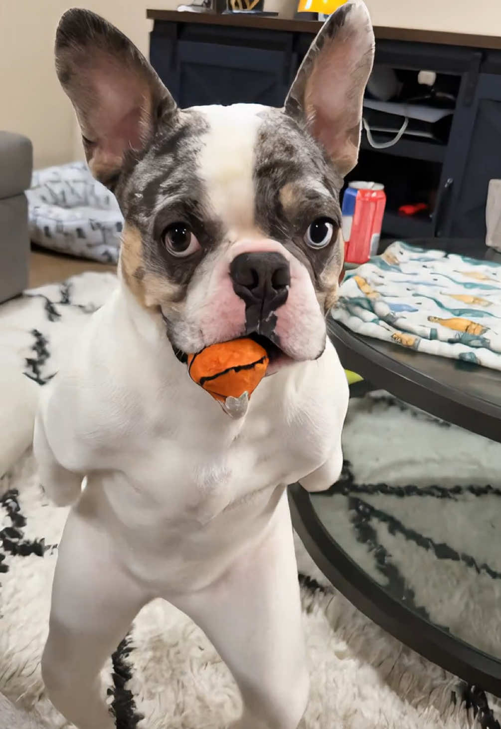 #frenchbulldog #frenchie #fyp #foryou #foryoupage #frenchbulldogpuppy #dancingfrenchie 