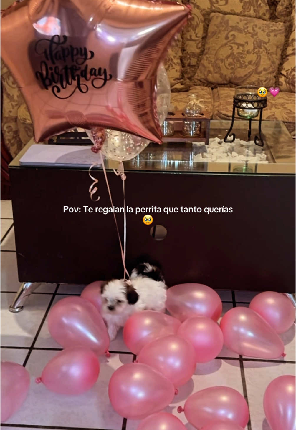💗💗✨ #shitzu #fyp #mascotas #birthday 