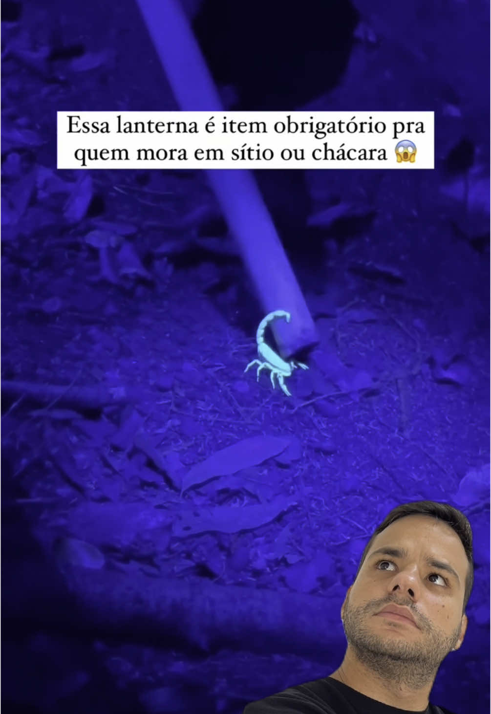 Finding a scorpion with blacklight