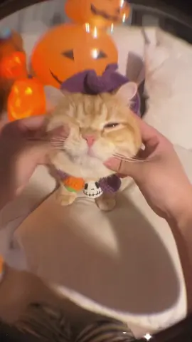 Ow ow ow!stop rubbin’ me! I’m a little figurine,not a stress ball!Meow~#funny #funnyvideos #foryoupage #kitty #catsoftiktok #fyp 