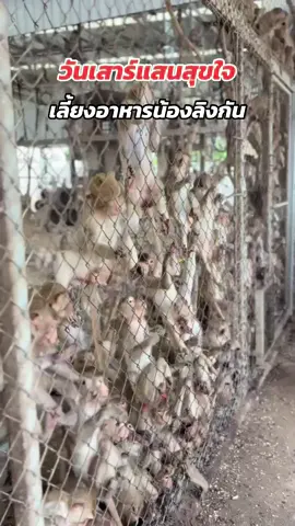 ของกินเยอะเลยนะน้องลิง 🐒 #ลิงลพบุรี #ลิง#อาหาร#ลพบุรี#วัดเสาธงทองลพบุรี 