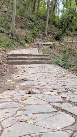 Video lucu ,monyet pun lari terbirit-birit gara-gara ada pak kebun #vidiolucu #funny #funnyvideos #monyetlucu #jangkuanluas #foryoupage #hewanlucu 