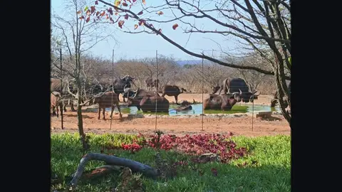 Amazing view from the lodge!!!! #conservationefforts #conservation #southafrica #whataplace #LifeIsGood #safarilife #wildlife #fantastic #makingmemories #blessed #bush #farmlife #bestlife #africa #hunting #lodge #lodgelife 