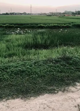 没什么可后悔的，今天的感受就是那天付出的代价..！ Không có gì phải hối hận, cảm giác hôm nay chính là cái giá phải trả cho ngày hôm đó..!#xuhuongtiktok #viralvideo #fyp #tamtrang 