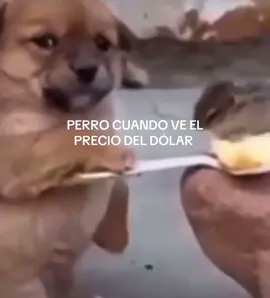 #fyp #inflacion #dolar 