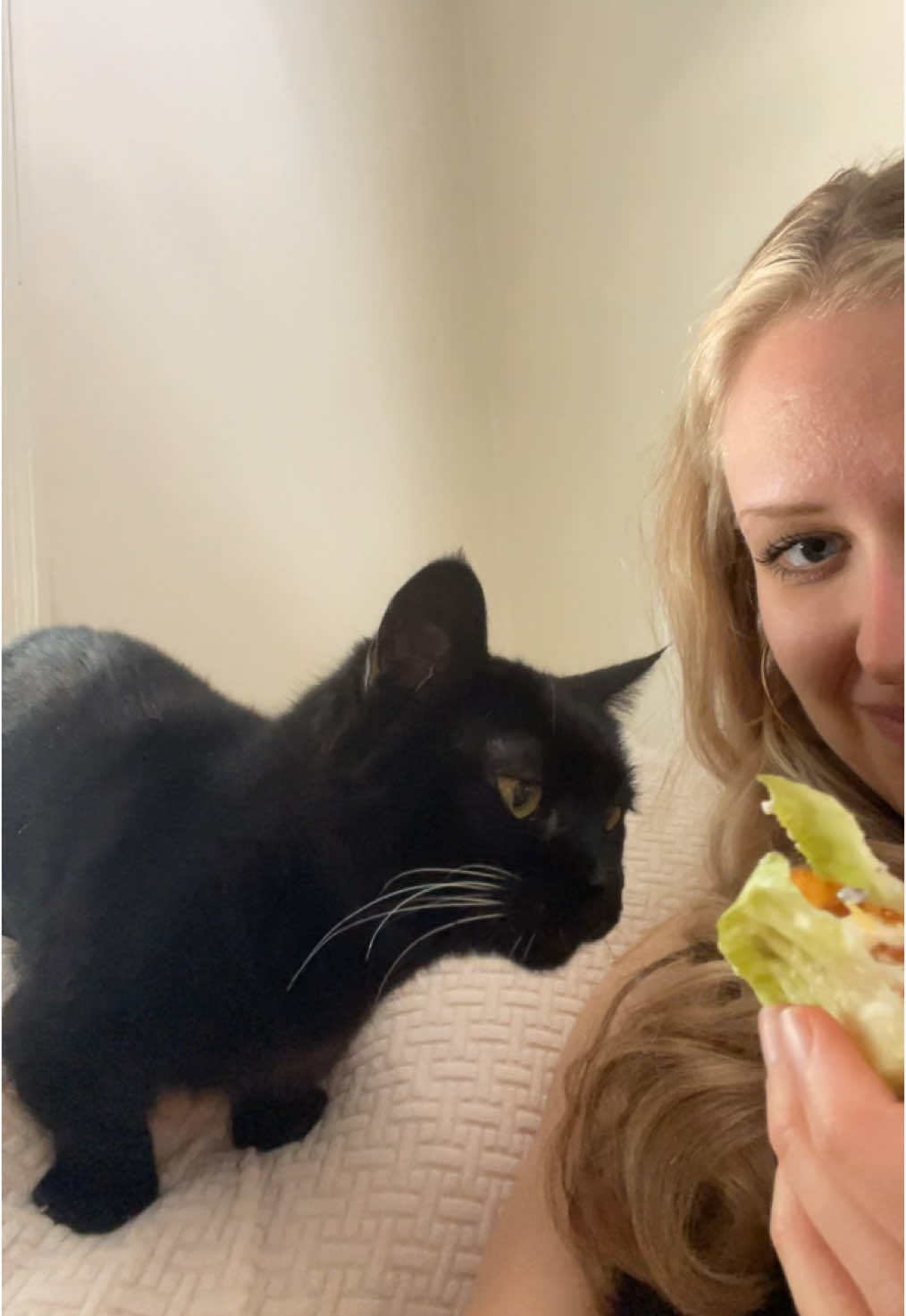 Can I plz haz a bite? #munchkincat #shortcat #funnycats #jennyandmidge #cutecat #cutepets #canihazcheezburger 