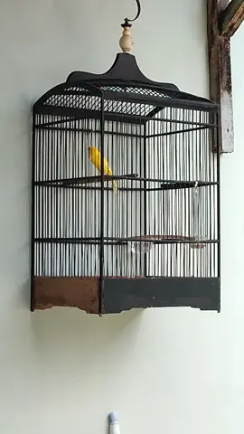 kenari lokalan gacor🤩 warna kuning polos (Joss) #kenari #kenarimaniaindonesia #kenarimania #kicaumania #aviary #burung 