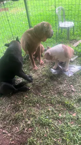 #canecorsoitaliano #canecorso #viraltiktok 