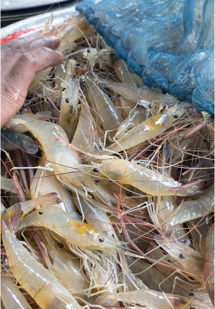 পদ্মা নদীর চায়না জালের চিংড়ি মাছ॥