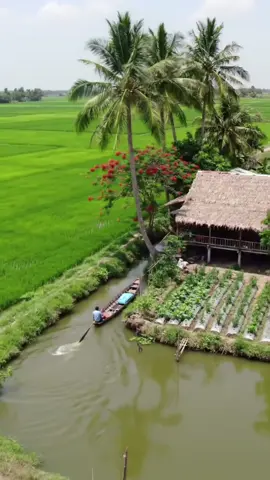 cảnh đẹp ở quê, cánh đồng lúa bao la xanh ngát, con kênh nhỏ có trái nhà tranh với luốn rau trước nhà tạo nên khung cảnh bình yên#cuocsongthonque #binhyen #canhqueyenbinh #langque #8x9x #nhasan #quexua #donglua 