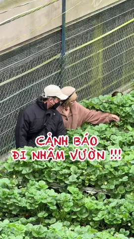 Dạ khách lưu ý các thông tin trên tránh trường hợp đi nhầm vườn nha, hiện tại vườn bên em trái vẫn chín đều chờ khách ghé thăm 🍓 #dalat #dautaydalat #freshberryfarm #dautayhuuco #dautaycongnghe #anvahaidautaivuon #reviewdalat #vuondaudalat 
