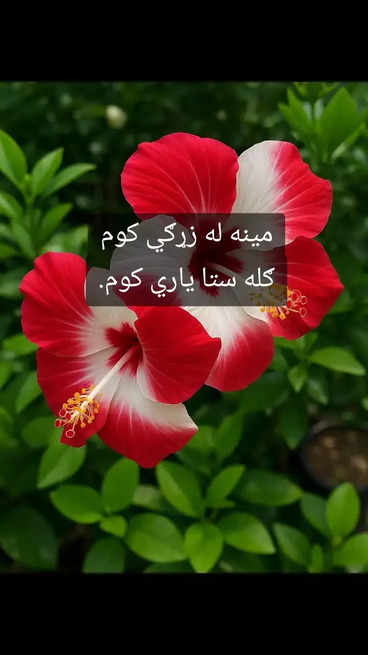 مينه له زړګي کوم ګله ستا ياري کوم.
