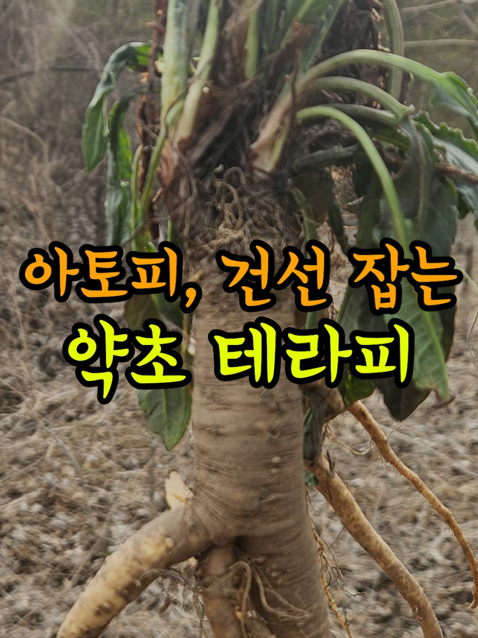 아토피, 건선 잡는 만성 염증 직빵 약초 테라피 #아토피 #건선 #약초 #피부관리 #피부병 #피부건강 