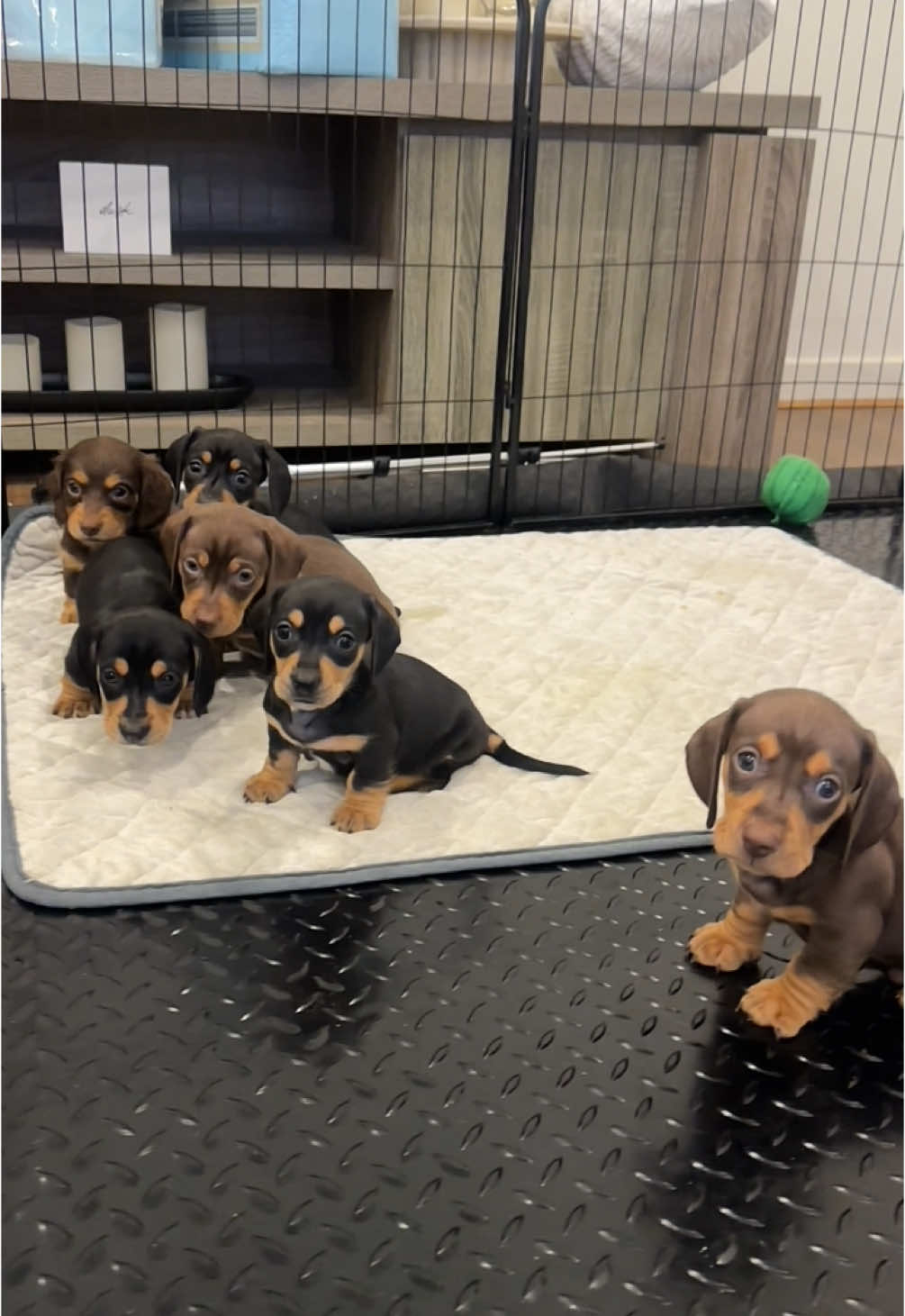 #dachshundpuppies #5weeks 