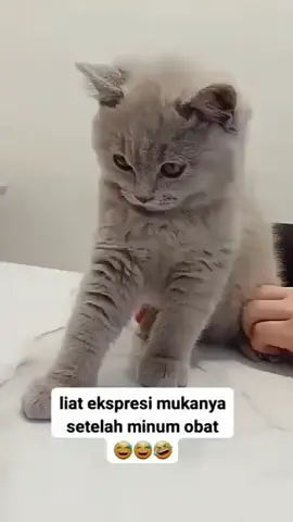 lihat ekspresi mukanya setelah minum obat  #catlover 