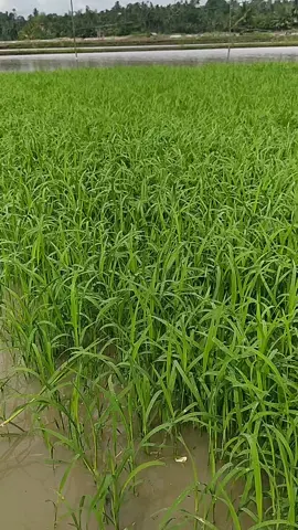 Benih Padi Terbaru 2025 setelah Penyepraian Bebas Dari Serangan Hama #petanimilenial #petaniindonesia🇮🇩🇮🇩🇮🇩🌿🌿 #petanimuda #petanipadi #petaniaceh #pertanian #aceh #bayer #fmc 