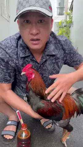 cách vô nghệ mặt cho gà đá không bị dính nghệ vô người 