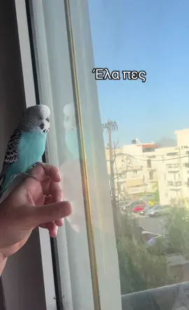 Καλημέρα από τον ψιιιτ !!!! #fyp #parrot #funnyanimals #blue #talkingparrot #loveanimals #funny #bird #wakemeup #goodmorning 