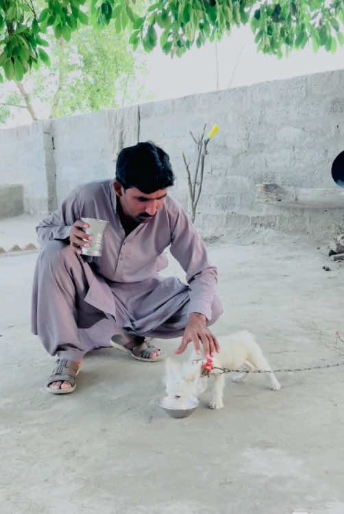 Dog Ko Milk Pelaya #dog #dogbaby #pets #minizoo #gabbarpethouse @Rehman Ch Vlogs 