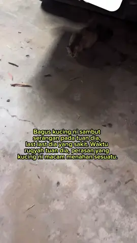 Kes sihir baru ni, semasa merawat tuan rumah. Kucing kesayangan juga terkena tempias sekali sehingga muntah darah