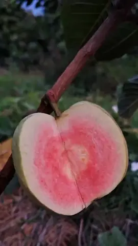 bibit jambu kristal merah tanpa biji / bibit jambu kristal / bibit jambu kristal jumbo / bibit jambu biji tanpa biji #bibit #benih #bibitjambu #bibitjambukristal #bibitjambukristalmerah #jambu #jambukristal #jambukristalmerah #buah #buahbuahan #tanaman #tabulampot #berkebun 