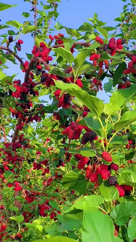🧑🏻‍🌾 do you like mulberry #omg #fresh #fruit #yummy 